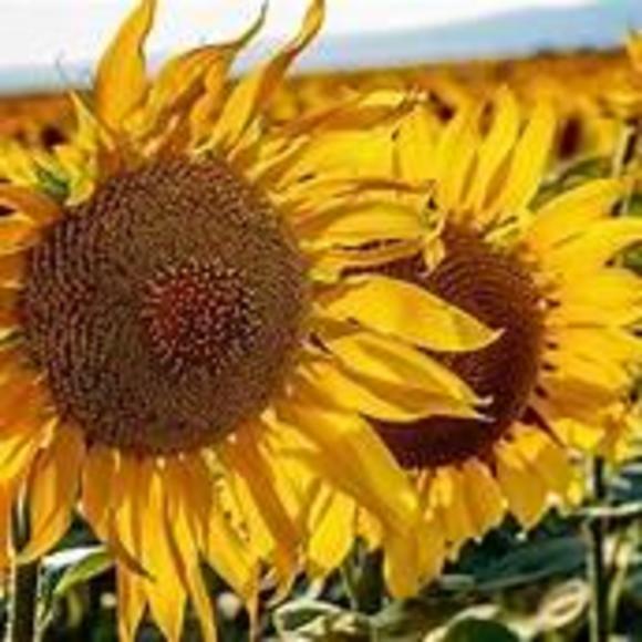 Meet your Posher, Heidi - Picture 1 of 1